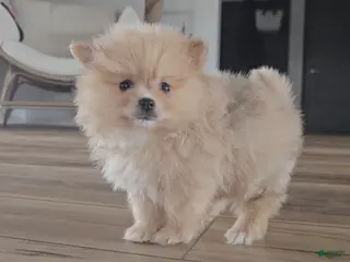 Pomeranian dogs for sale: Pomeranian Puppy 1 - Ad 2