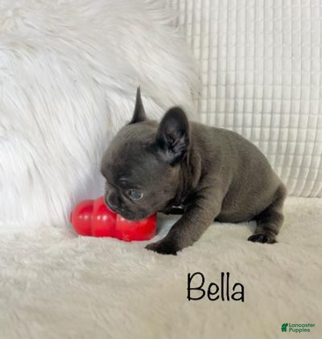 Mixed Breed dogs for sale: Bella - Ad 13