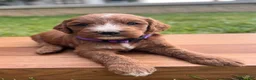 Irish Doodle dogs for sale: Aspen - Ad 4