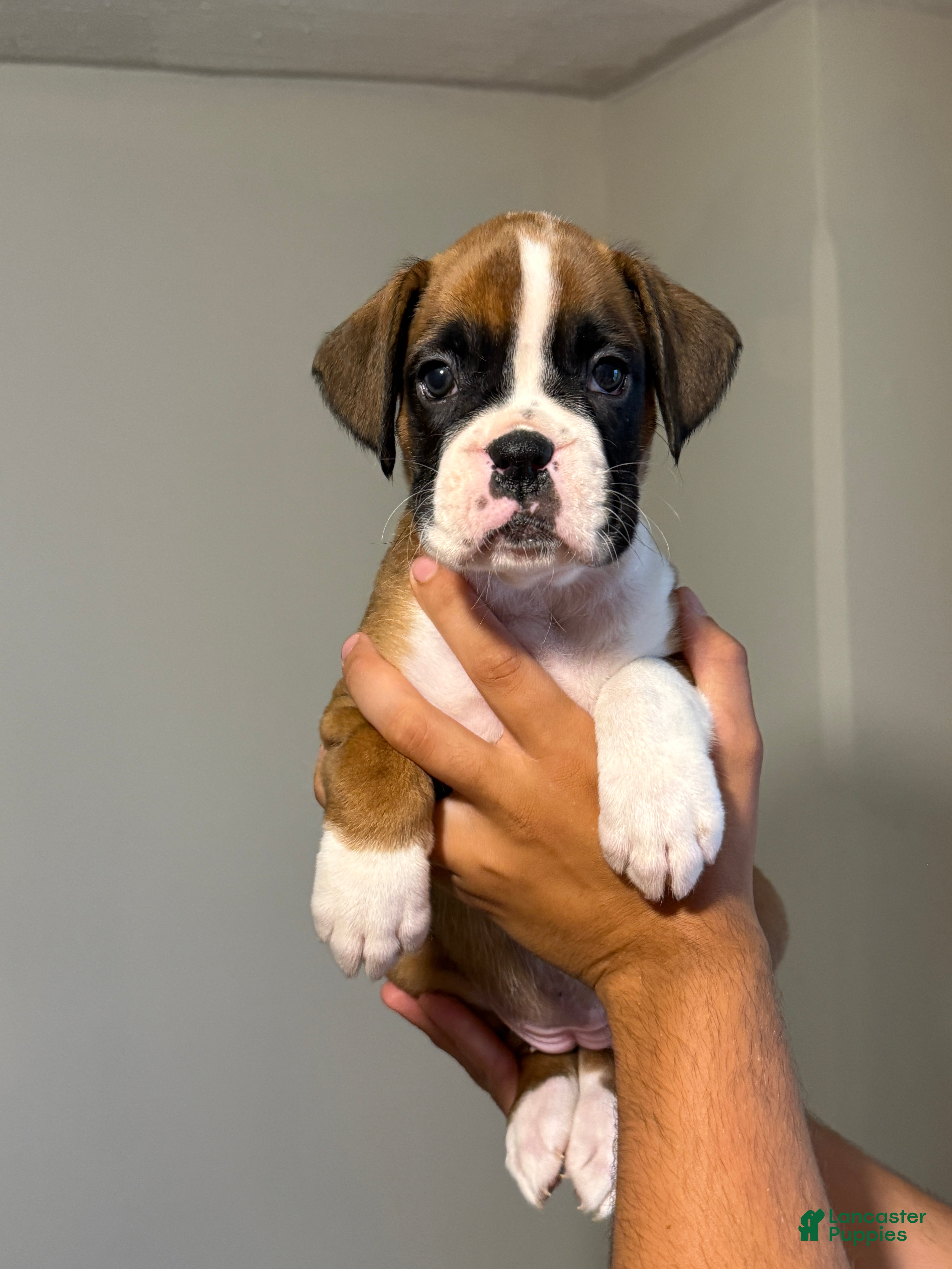 Boxer dogs Prada - Ad 1