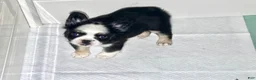 French Bulldog dogs for sale: Blu - Ad 4