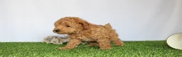 Toy Poodle dogs for sale: AKC Conner (tiny) - Ad 3