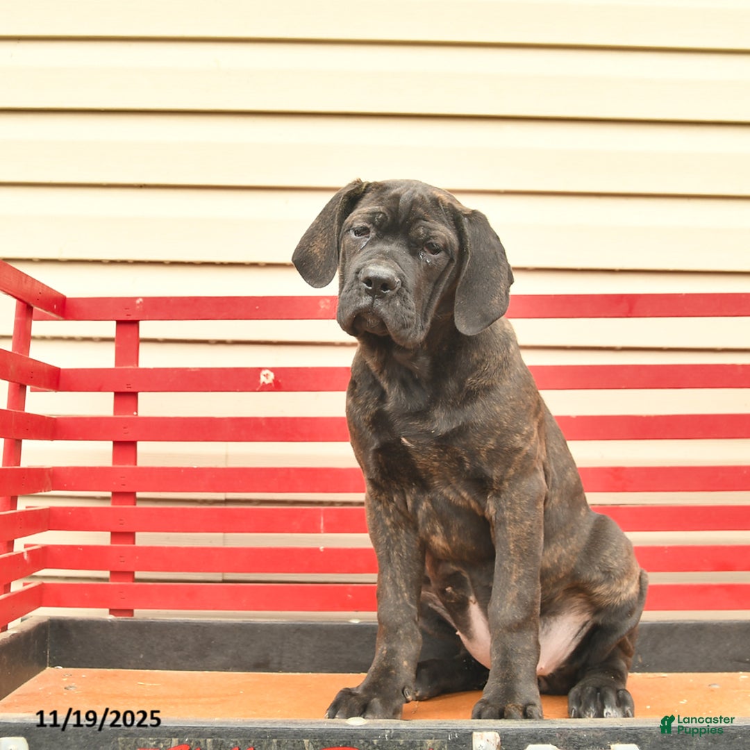 Cane Corso dogs for sale: Heather  - Ad 2