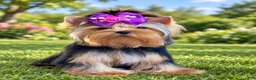 Yorkshire Terrier dogs for sale: Mickey - Ad 6