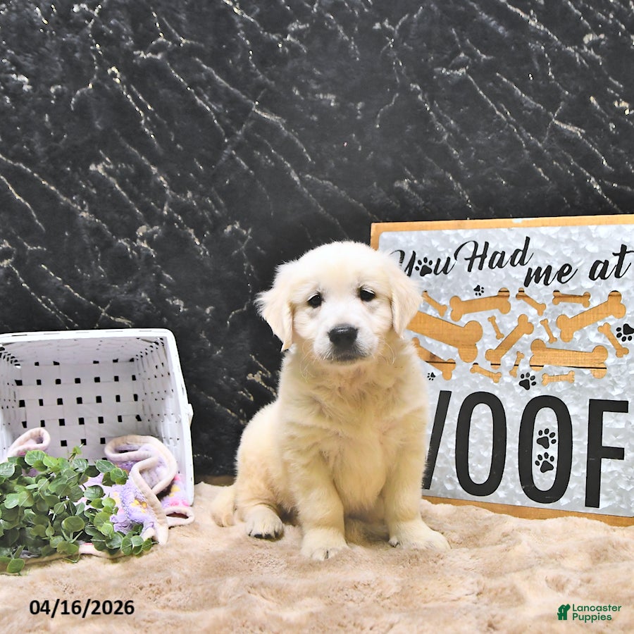 Golden Retriever dogs Mason - Ad 1