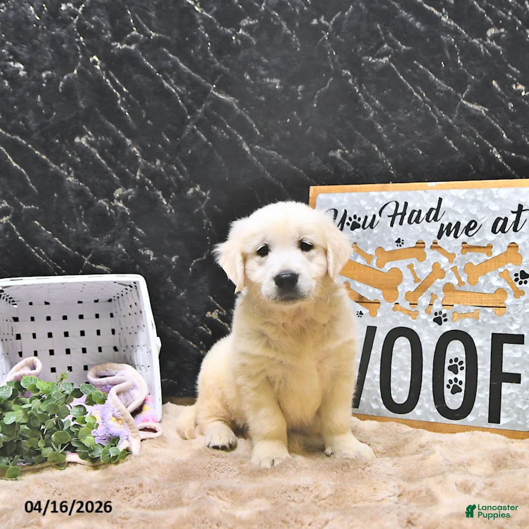 Golden Retriever dogs for sale: Mason - Ad 1