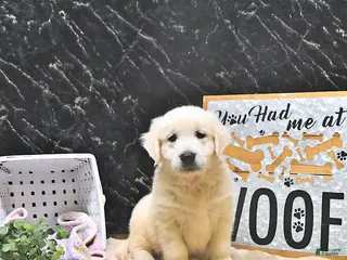 Golden Retriever dogs for sale: Mason - Ad 2