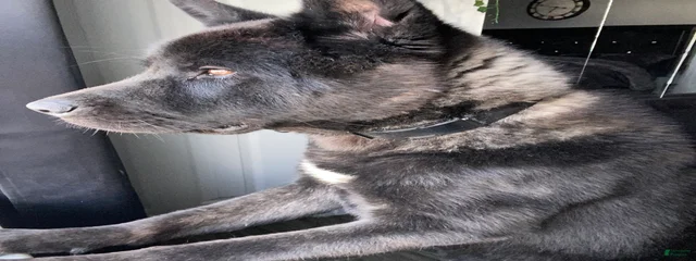 Pharaoh 