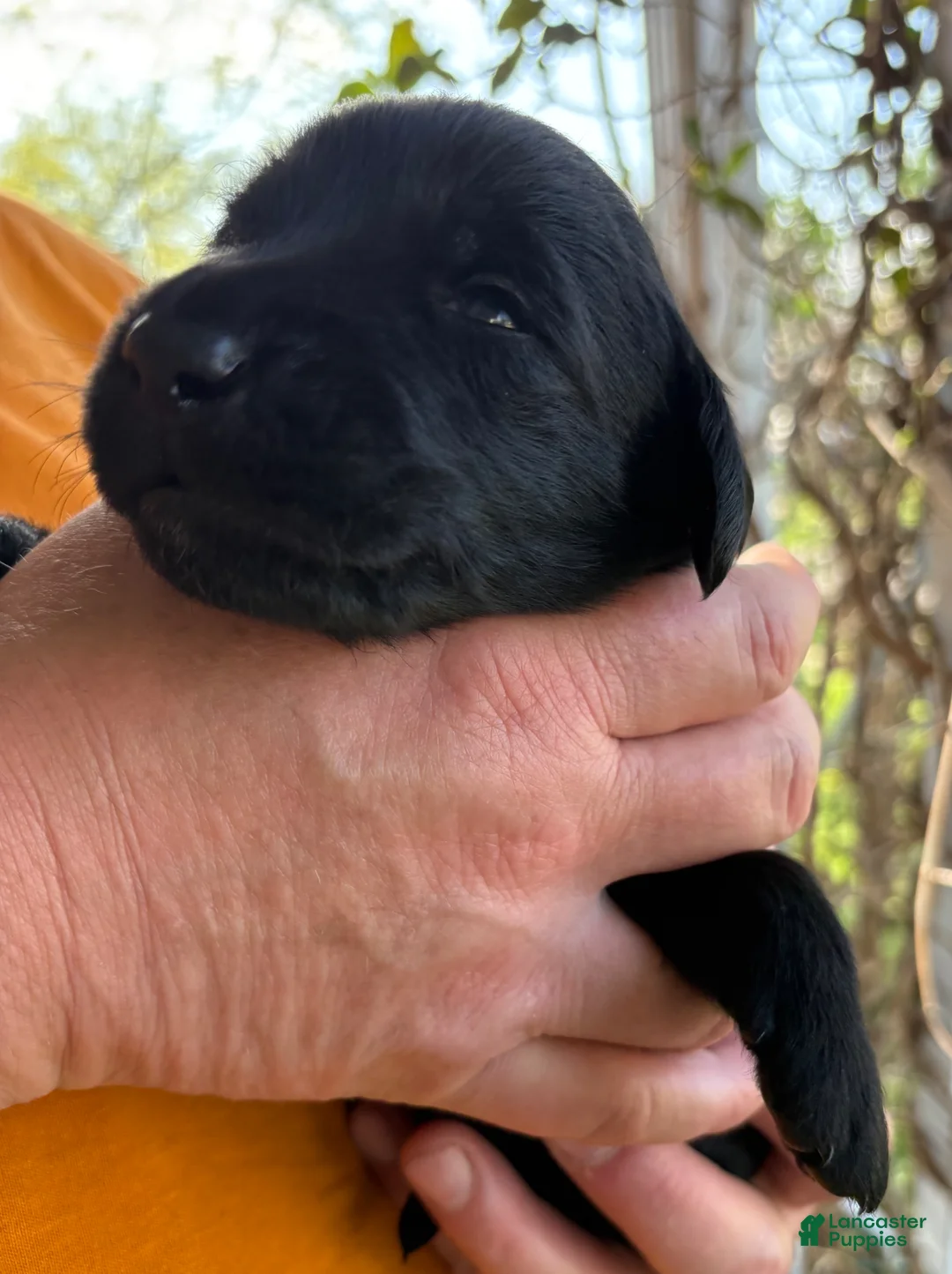 Mixed Breed dogs for sale: Golden Labradoodle Puppy 1 - Ad 2