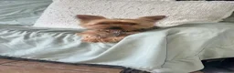 Mixed Breed dogs for sale: Mixed Breed 1 - Ad 3