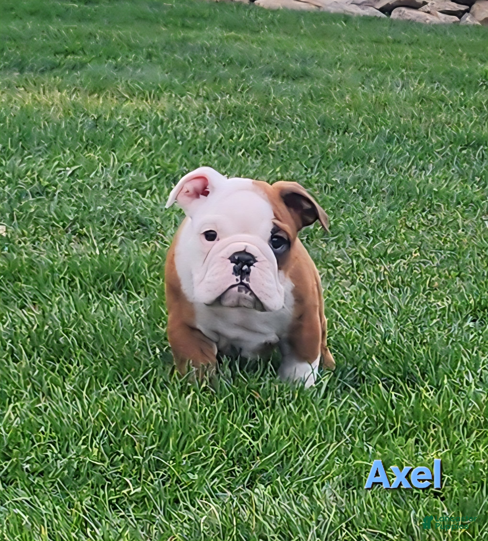 English Bulldog dogs AKC Axel  - Ad 1