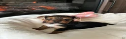 Mixed Breed dogs for sale: Drake!!! - Ad 5