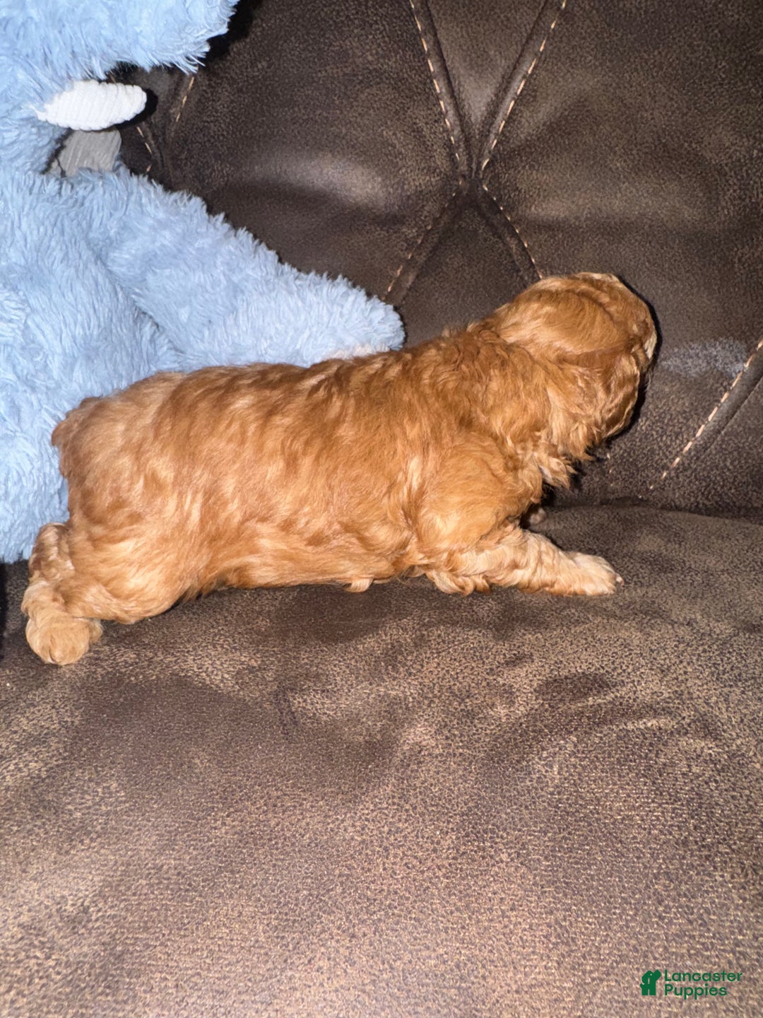 Miniature Poodle dogs for sale: Miniature Poodle Poppy - Ad 2