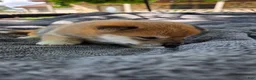 Shiba Inu dogs for sale: Liberty Belle - Ad 7