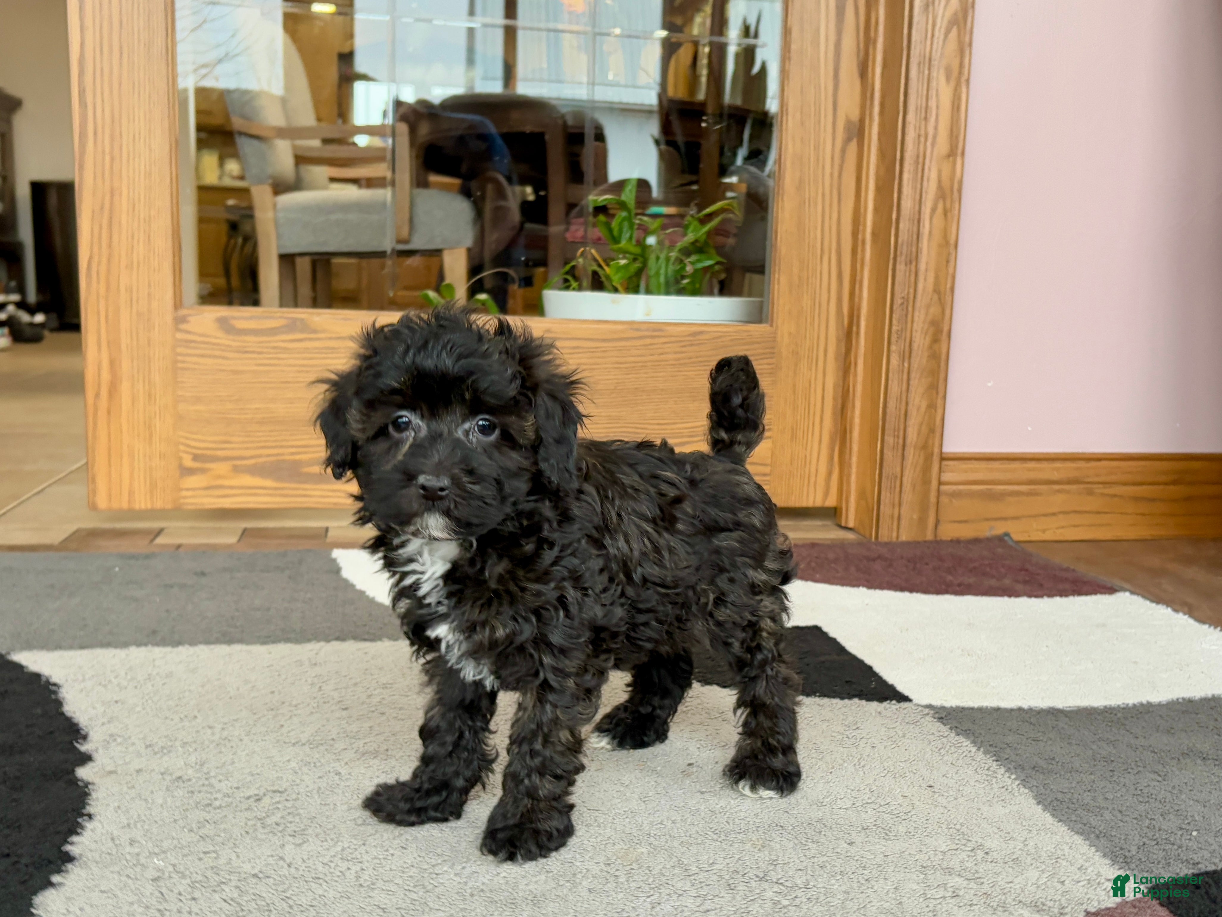 Havapoo dogs Havapoo pup Larry - Ad 2