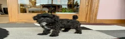 Havapoo dogs for sale: Havapoo pup Larry - Ad 2