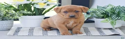Labrador Retriever dogs for sale: Reba - Ad 1