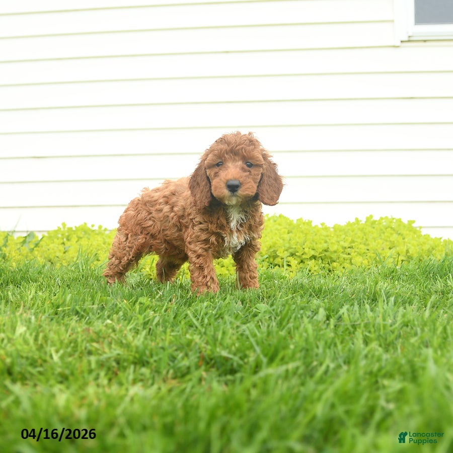 Miniature Poodle dogs Muffin - Ad 1