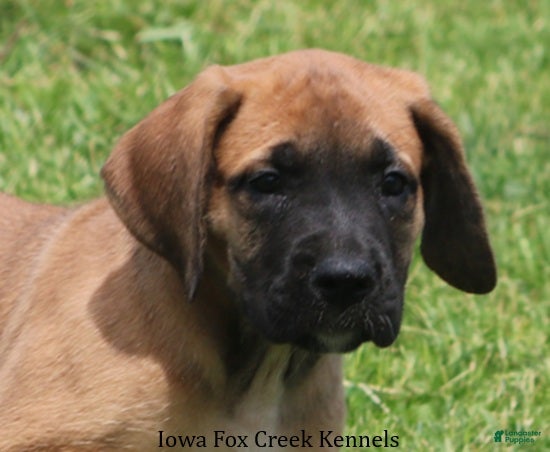 Mixed Breed dogs Bonnie - Ad 39