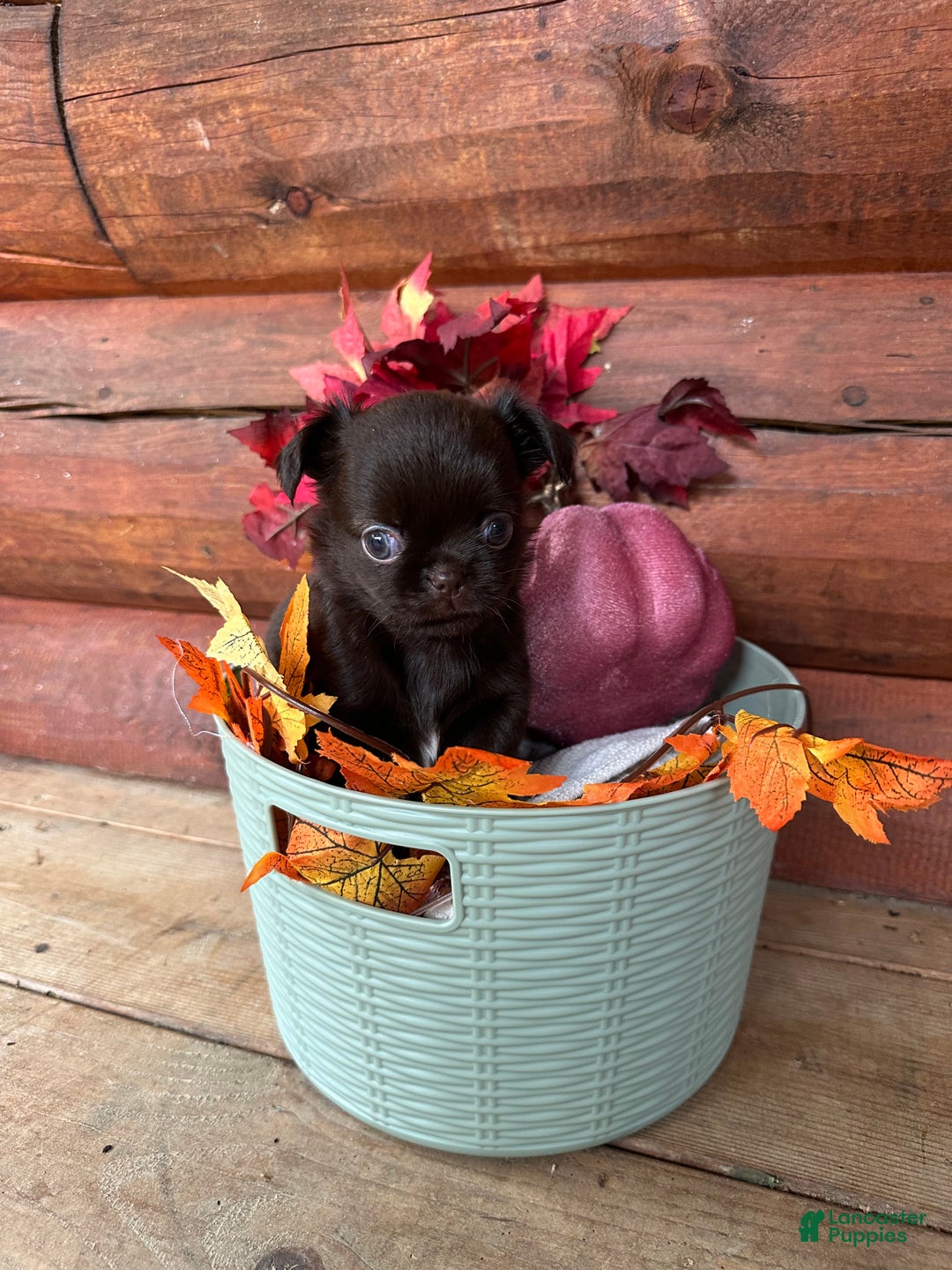 Chihuahua dogs for sale: Chocolove - Ad 1