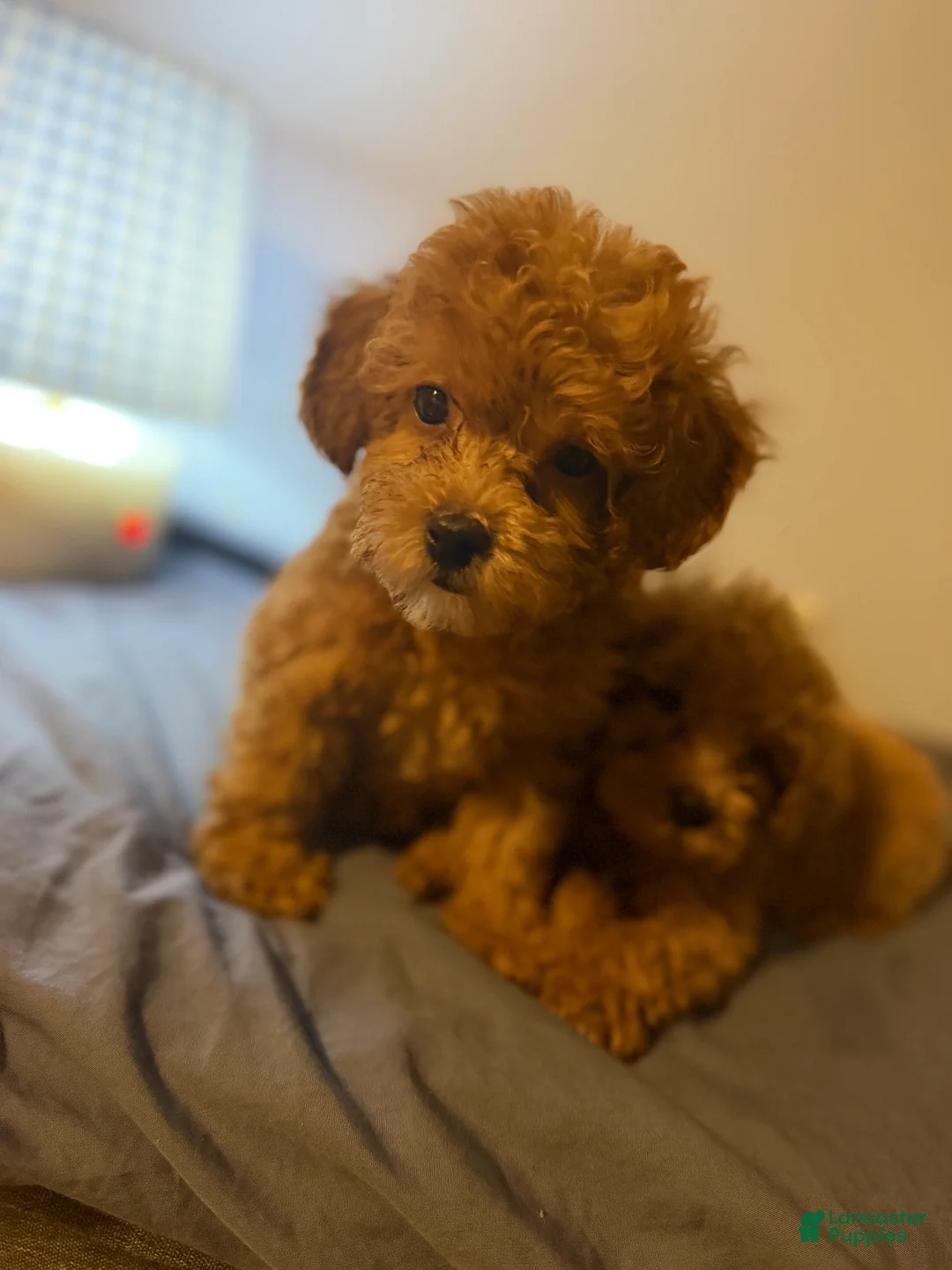 Toy Poodle dogs for sale: Toy Poodle 1 - Ad 2