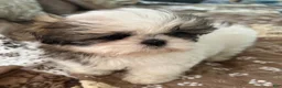 Shih Tzu dogs for sale: Patticake - Ad 3