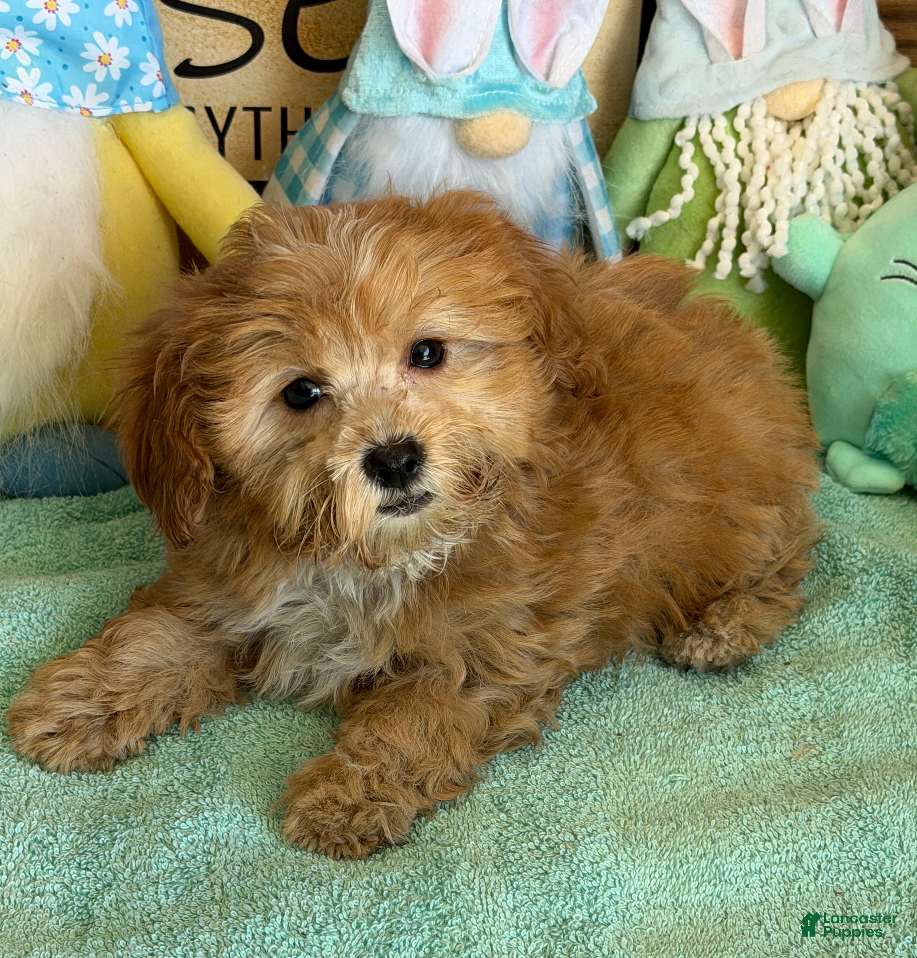 Cavapoo dogs Vinny - Ad 25