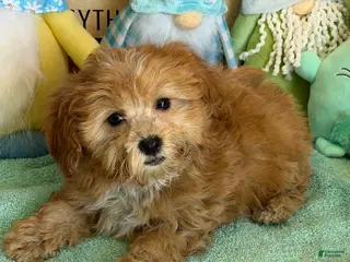 Cavapoo dogs Vinny - Ad 31