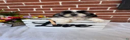 Shih Tzu dogs for sale: Parker - Ad 3
