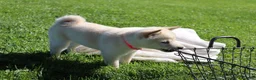 Shiba Inu dogs for sale: Twinkle  - Ad 4