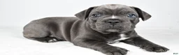 Frenchton dogs for sale: Theo  - Ad 10
