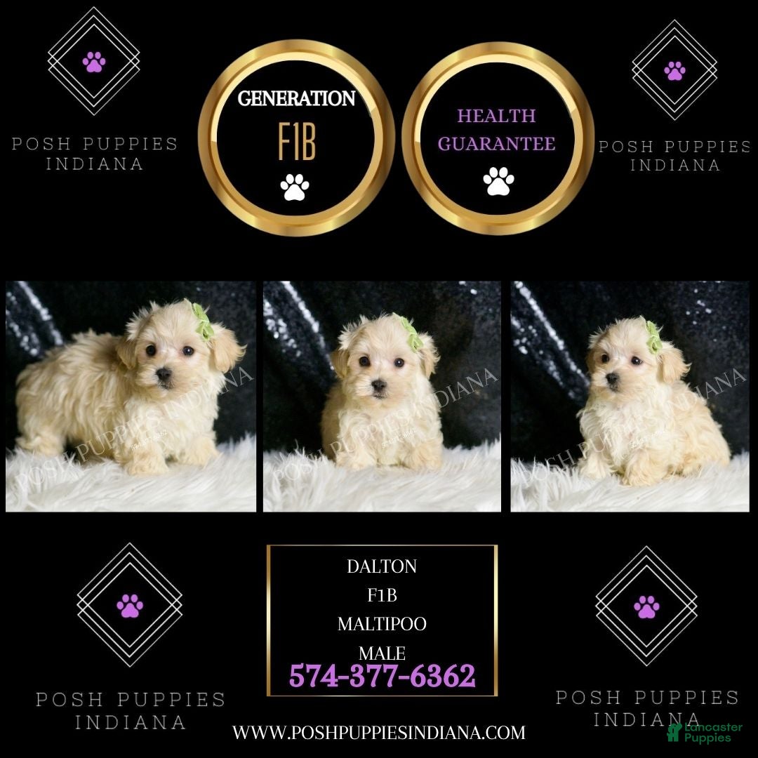 Maltipoo dogs for sale: Dalton - Ad 2