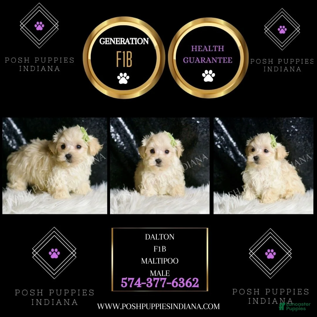 Maltipoo dogs for sale: Dalton - Ad 2