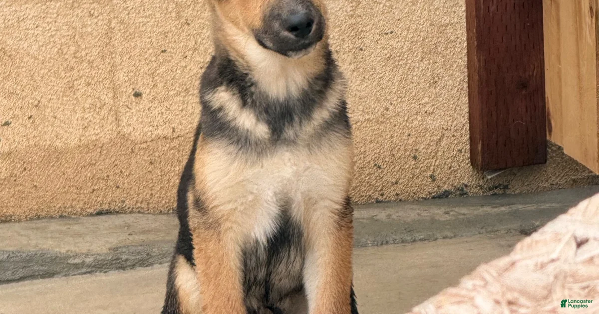 Shepsky R Gerberian Shepsky Puppies for sale in Fresno, California | Lancaster ...