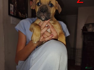 American Pit Bull Terrier dogs - Ad 26