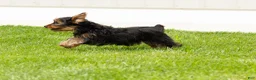 Yorkshire Terrier dogs for sale: Myran  - Ad 2