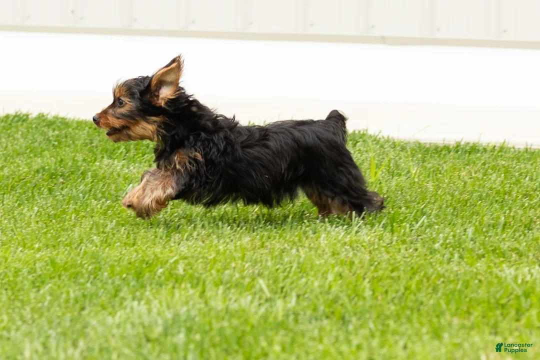 Yorkshire Terrier dogs for sale: Myran  - Ad 2