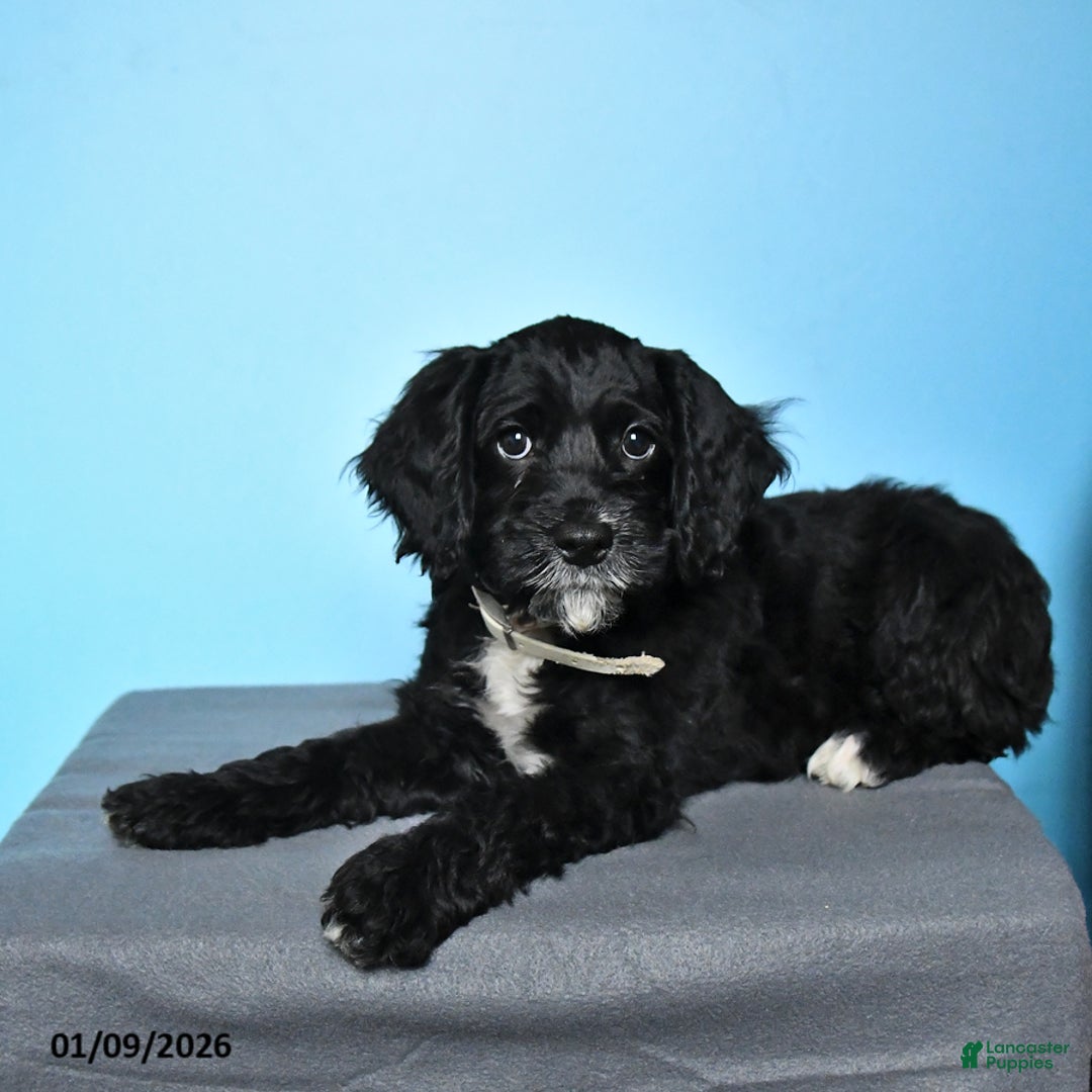 Cockapoo dogs for sale: Milo - Ad 4