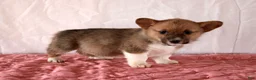 Welsh Corgi Pembroke dogs for sale: Lola - Ad 2