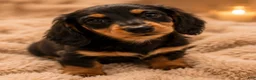 Miniature Dachshund dogs for sale: Tini - Ad 1