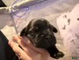 Cane Corso dogs Girl 4 - Ad 7