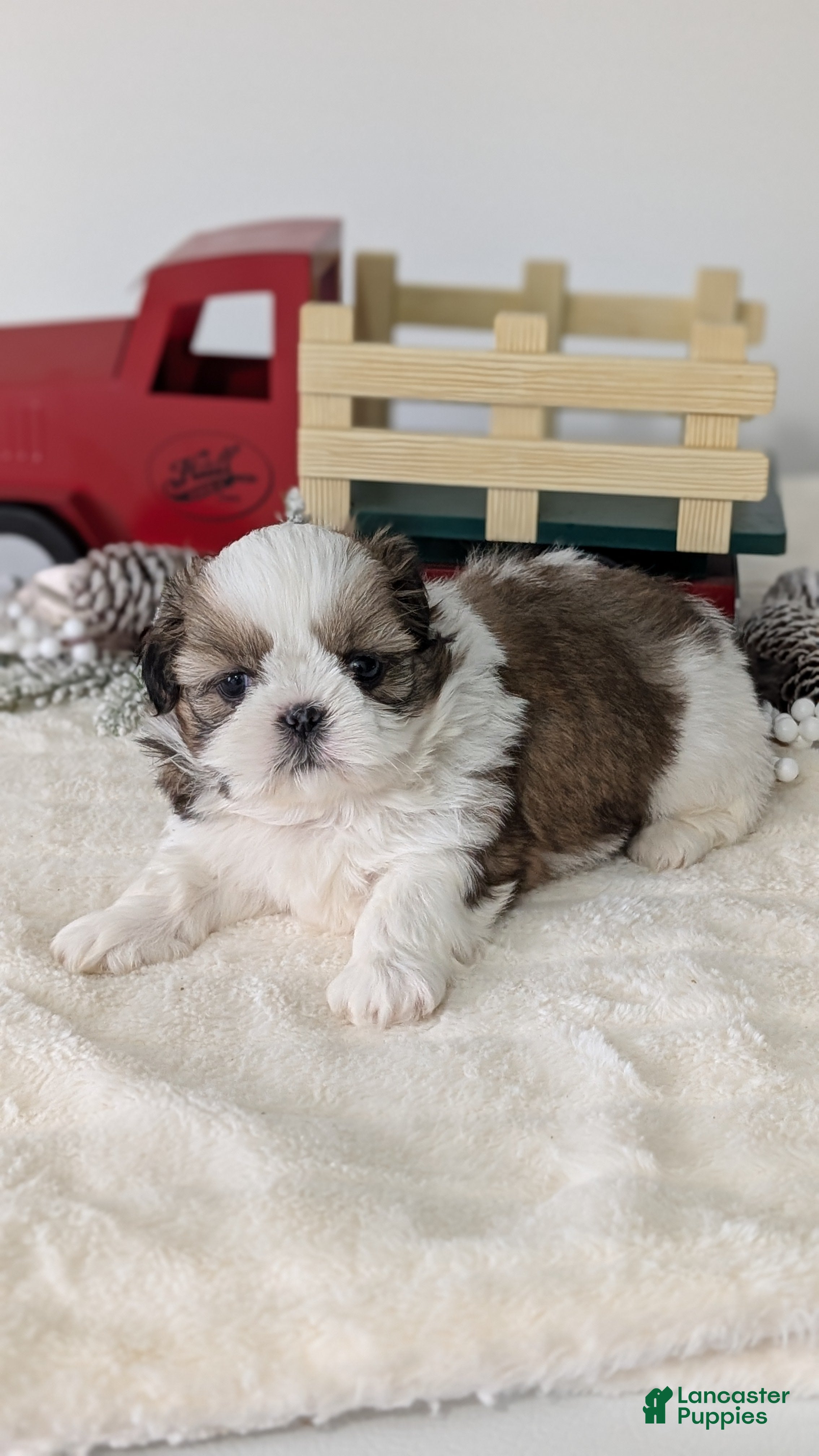 Shih Tzu dogs Tripp  - Ad 9