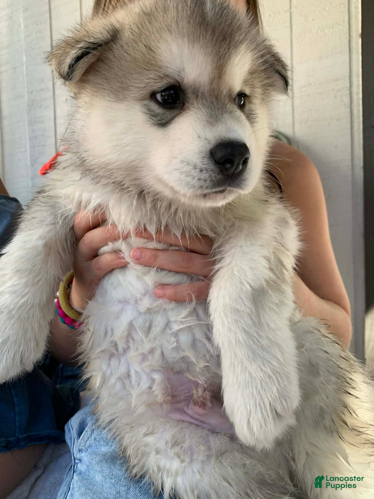 Alaskan Malamute dogs Bandit - Ad 3