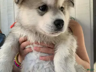 Alaskan Malamute dogs Bandit - Ad 3