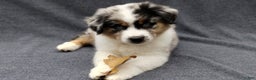 Miniature Australian Shepherd dogs for sale: Nickel - Ad 1