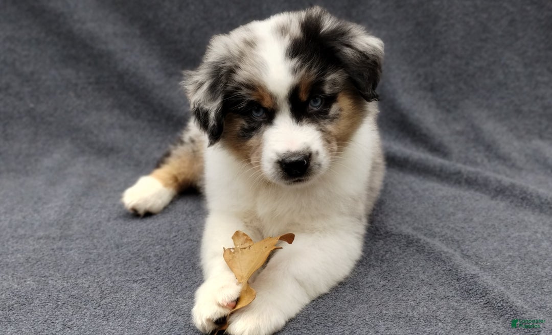 Miniature Australian Shepherd dogs for sale: Nickel - Ad 1