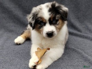 Miniature Australian Shepherd dogs Nickel - Ad 38
