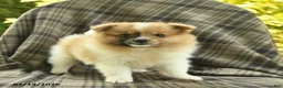 Pomeranian dogs for sale: Sandy  - Ad 1