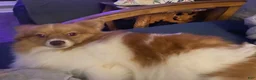 Pomeranian dogs for sale: Rayna  - Ad 5