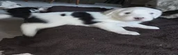 Sheepadoodle dogs for sale: Charlie  - Ad 2